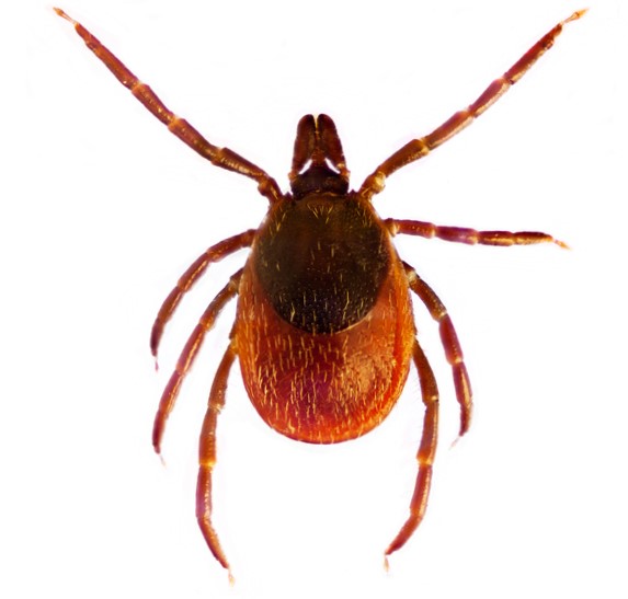 Ixodes ricinus eller den vanliga fästingen